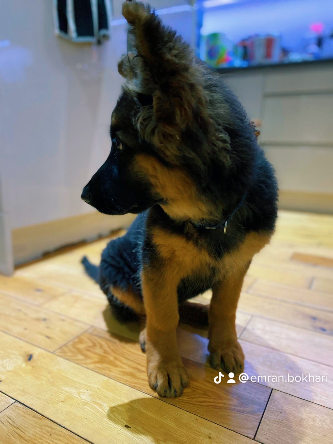 German Shepherd Pedigreed-Image 3