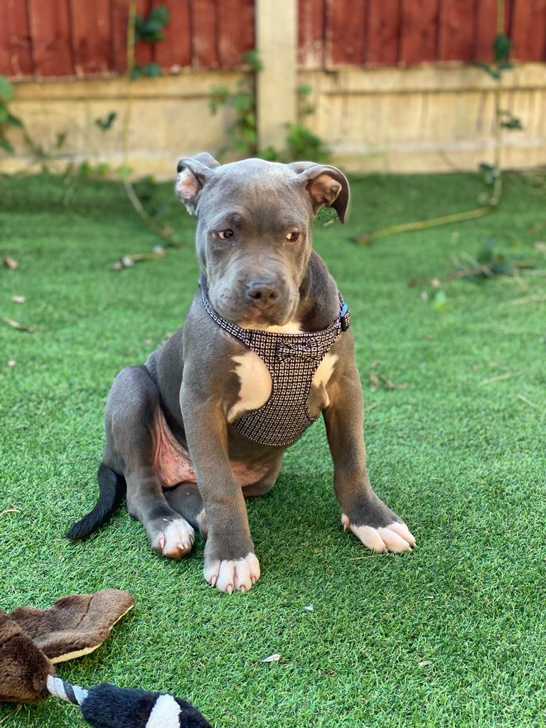 American XL Bully (Female)