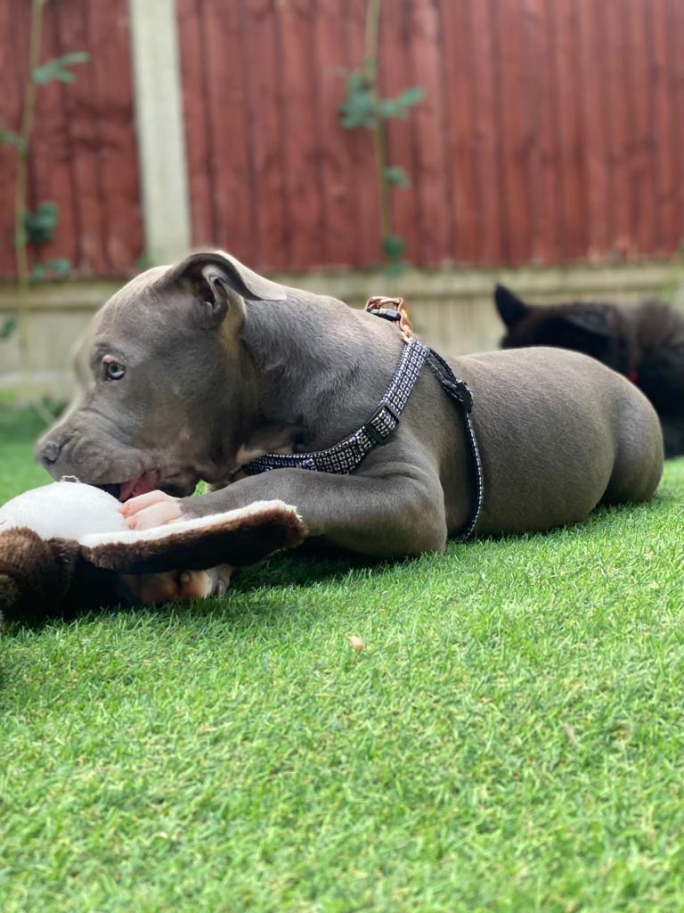 American XL Bully (Female)