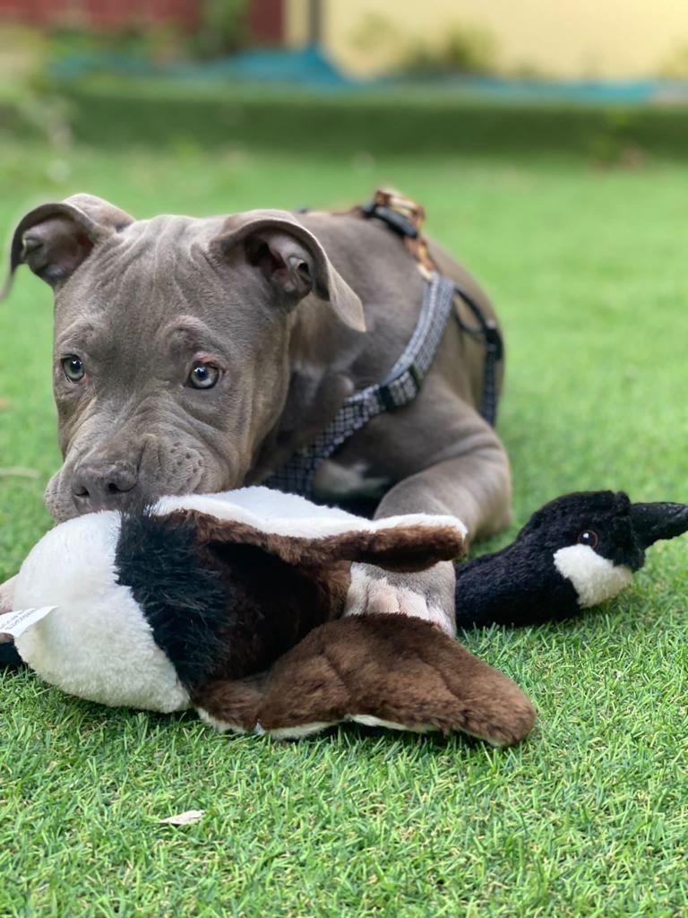 American XL Bully (Female)