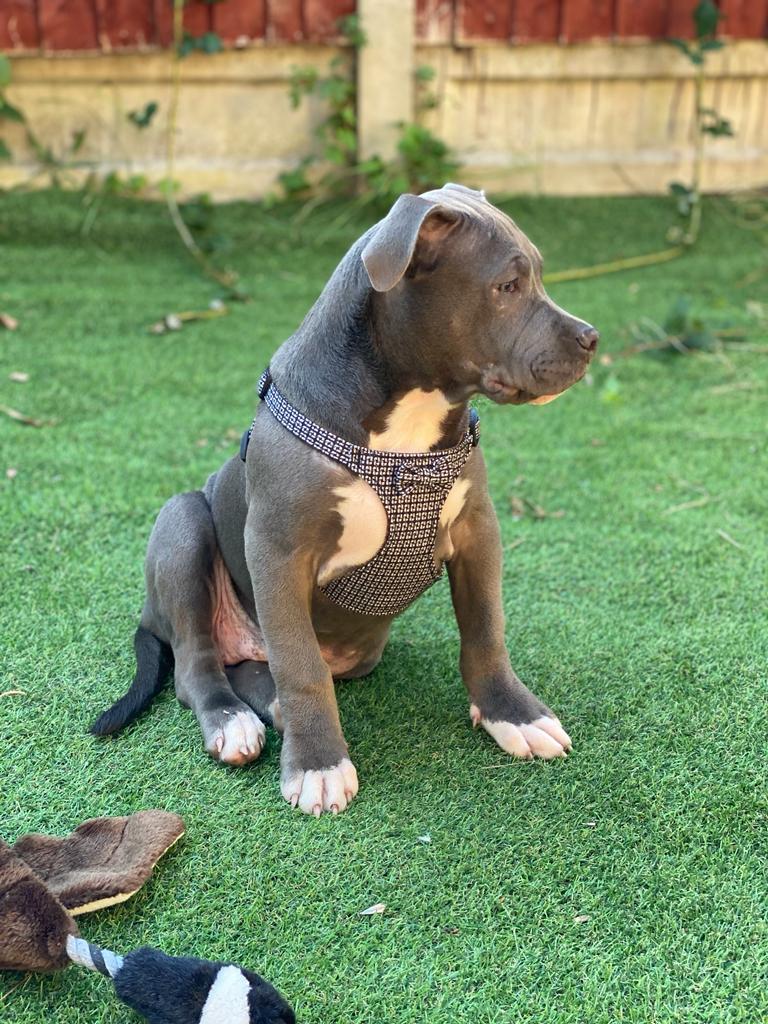 American XL Bully (Female)-Image 5