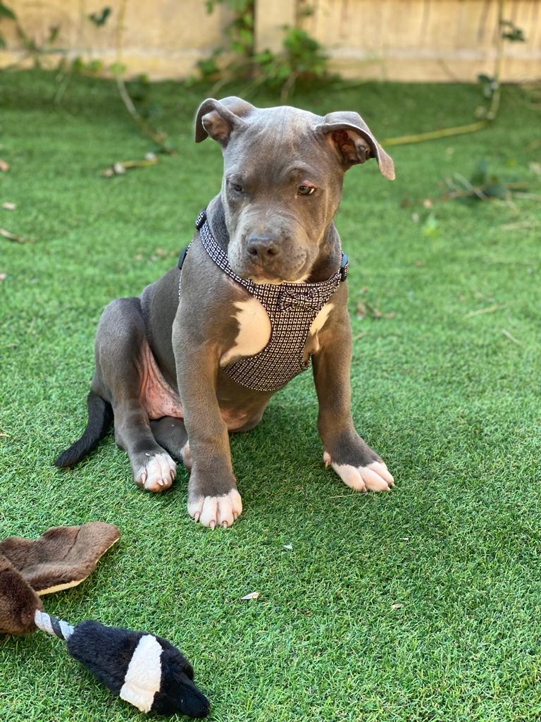 American XL Bully (Female)-Image 7