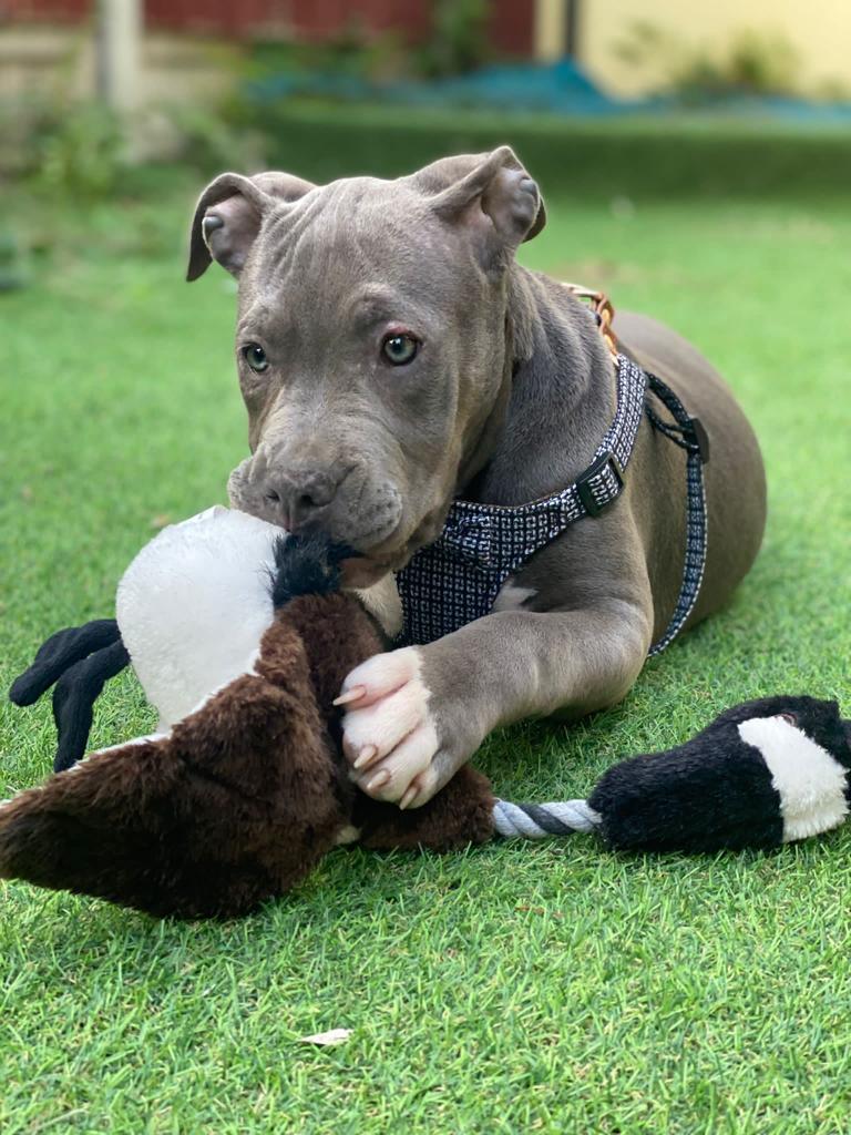 American XL Bully (Female)-Image 8