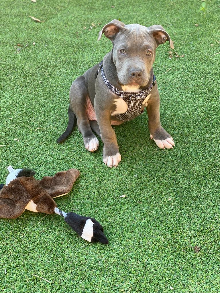 American XL Bully (Female)