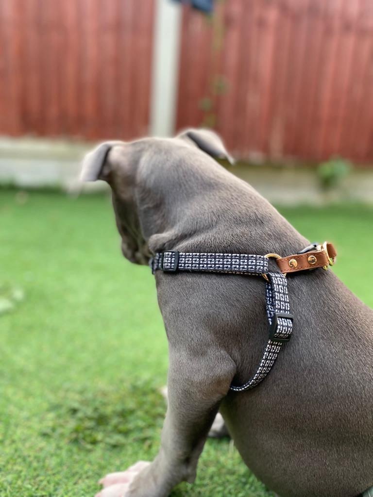 American XL Bully (Female)