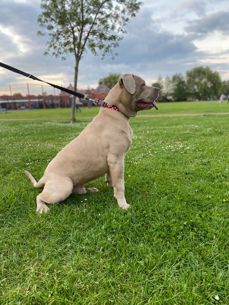 American Mastiff