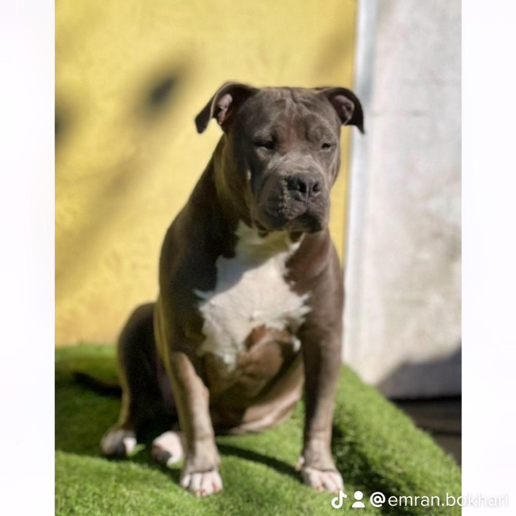 American XL Bully Female-Image 1