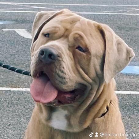 Bandog Mastiff-Image 2