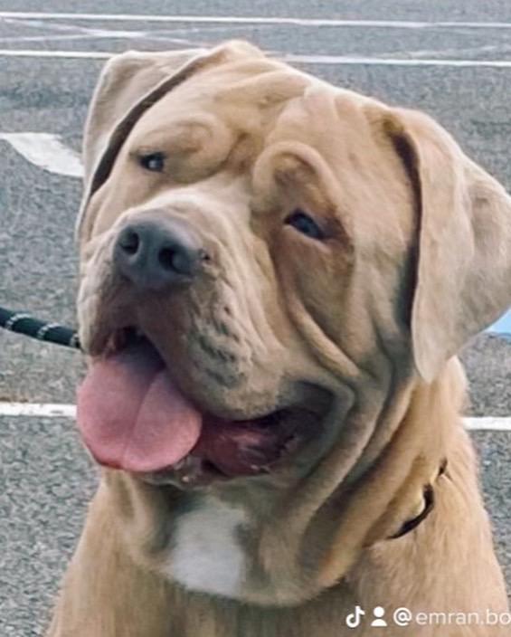 Bandog Mastiff-Image 3