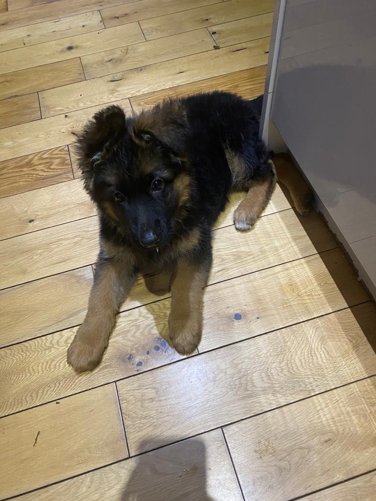 Female German Shepard