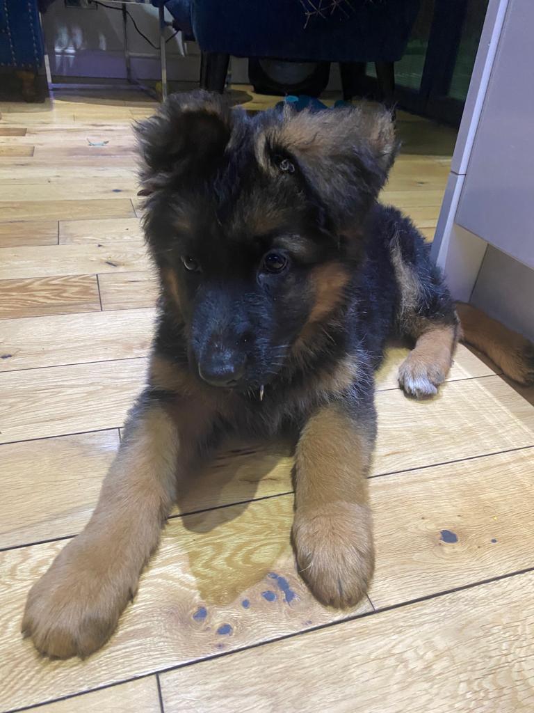 Female German Shepard