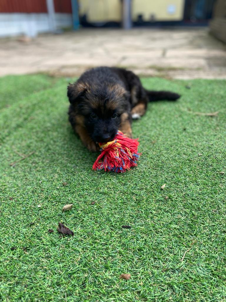 Female German Shepard-Image 4