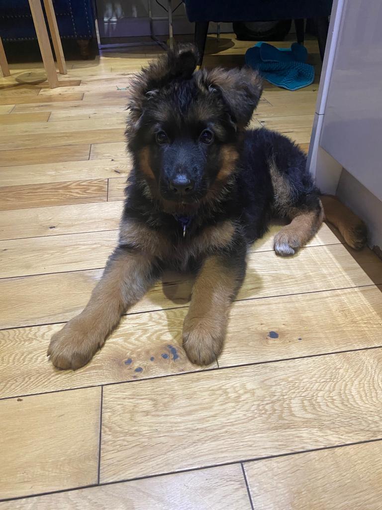 Female German Shepard