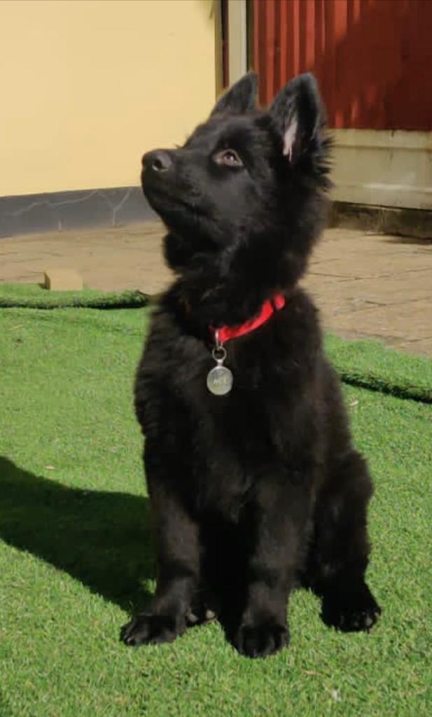 King Shepherd black-Image 7