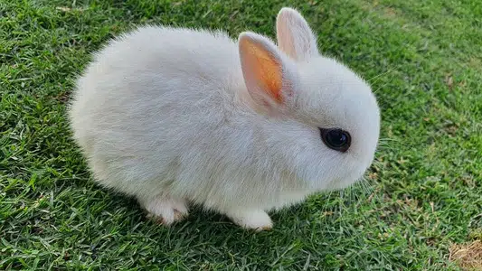 Rabbits For Sale