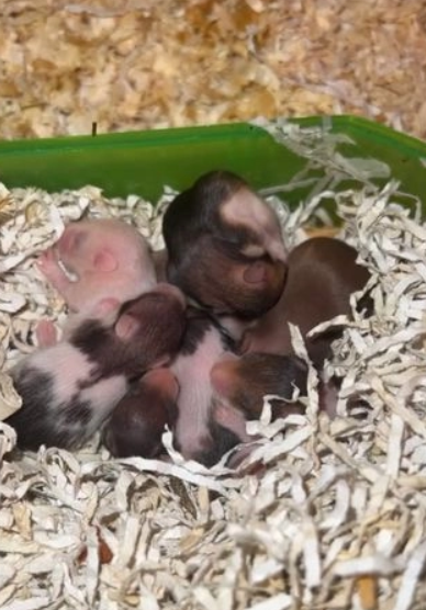 Syrian hamsters-Image 2