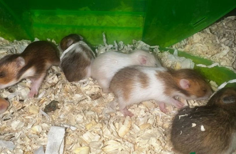 Syrian hamsters-Image 1