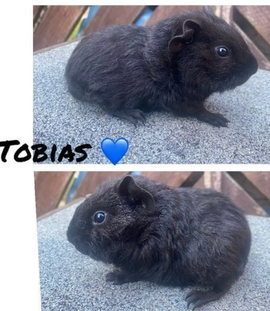 Pedigree skinny carriers & rare blue Guinea pigs