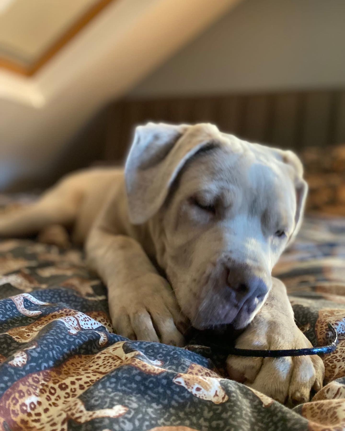 Cane Corso (Champion Line)