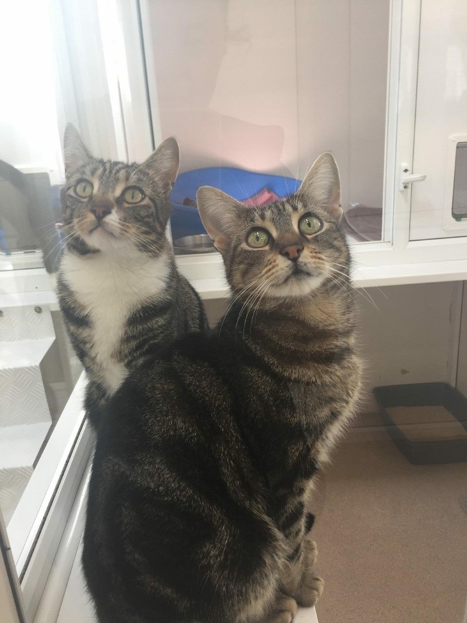 Bengal / Tabby Cat (Pair)