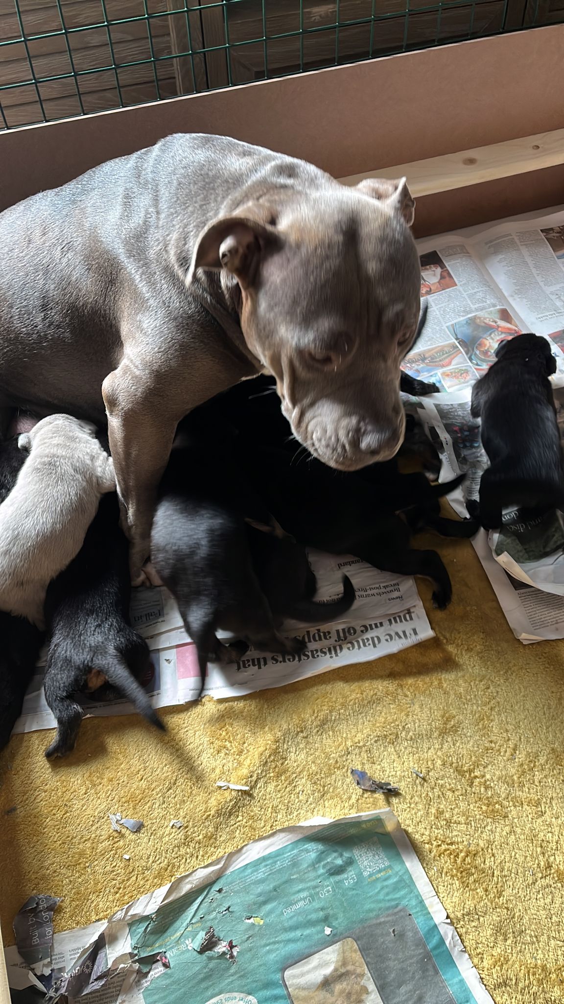 American XL Bully Puppies-Image 1