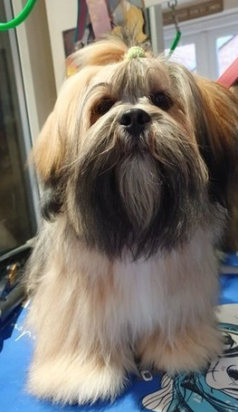 Lhasa Apso