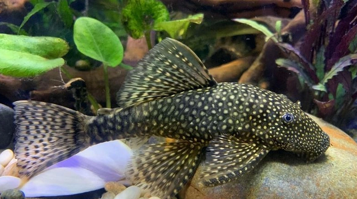 Plecos Fish-Image 1