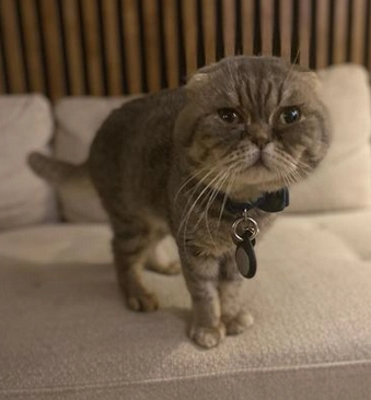 Scottish Fold