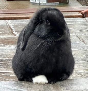 Mini Lop