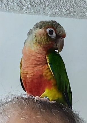 Sun Conure Parrot