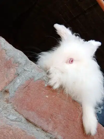 Angora Lion Head