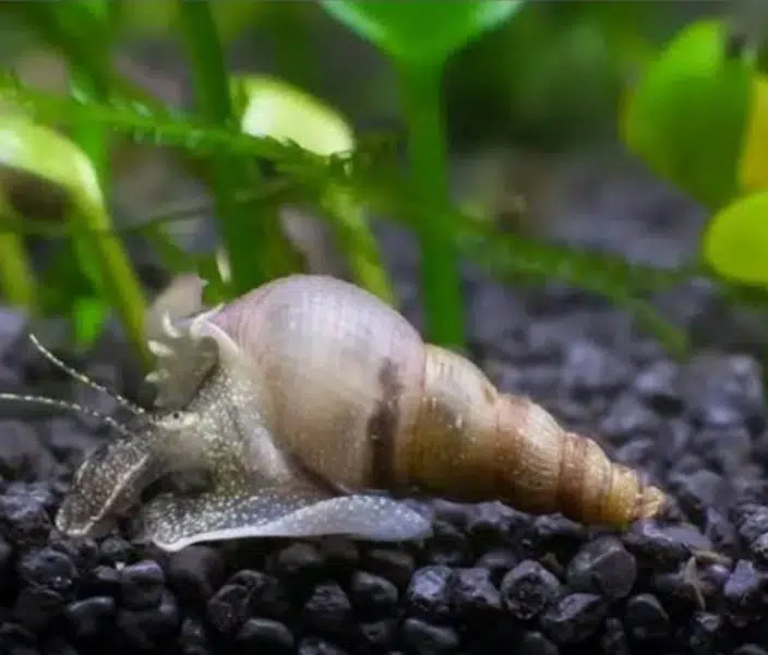 Snail