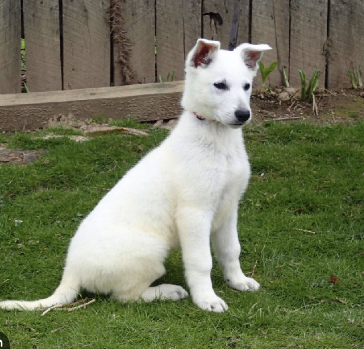 White (German Shepherd)-Image 1