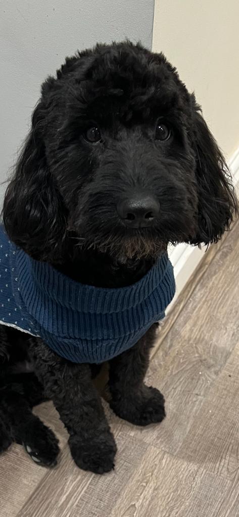 Cockapoo (Black Male)-Image 2