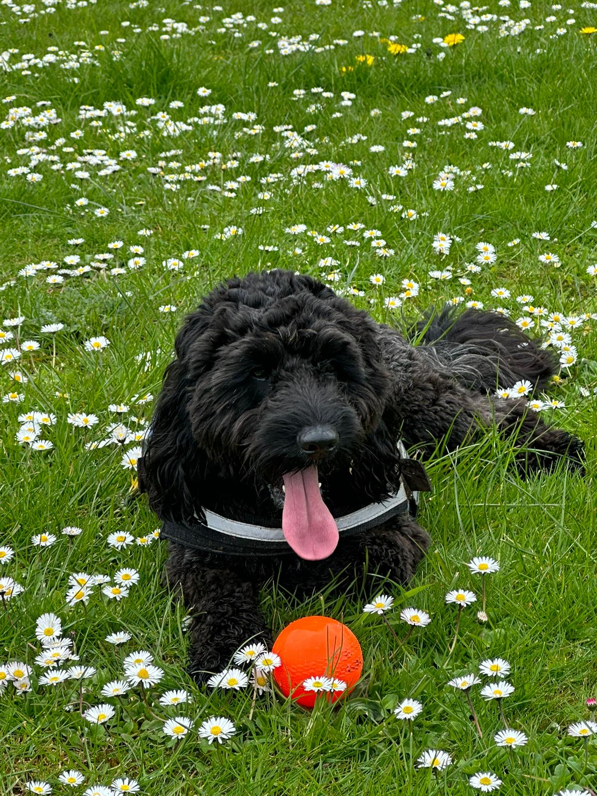 Cockapoo (Black Male)-Image 3