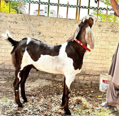 Big giant bakra for Eid qurbani-Image 1