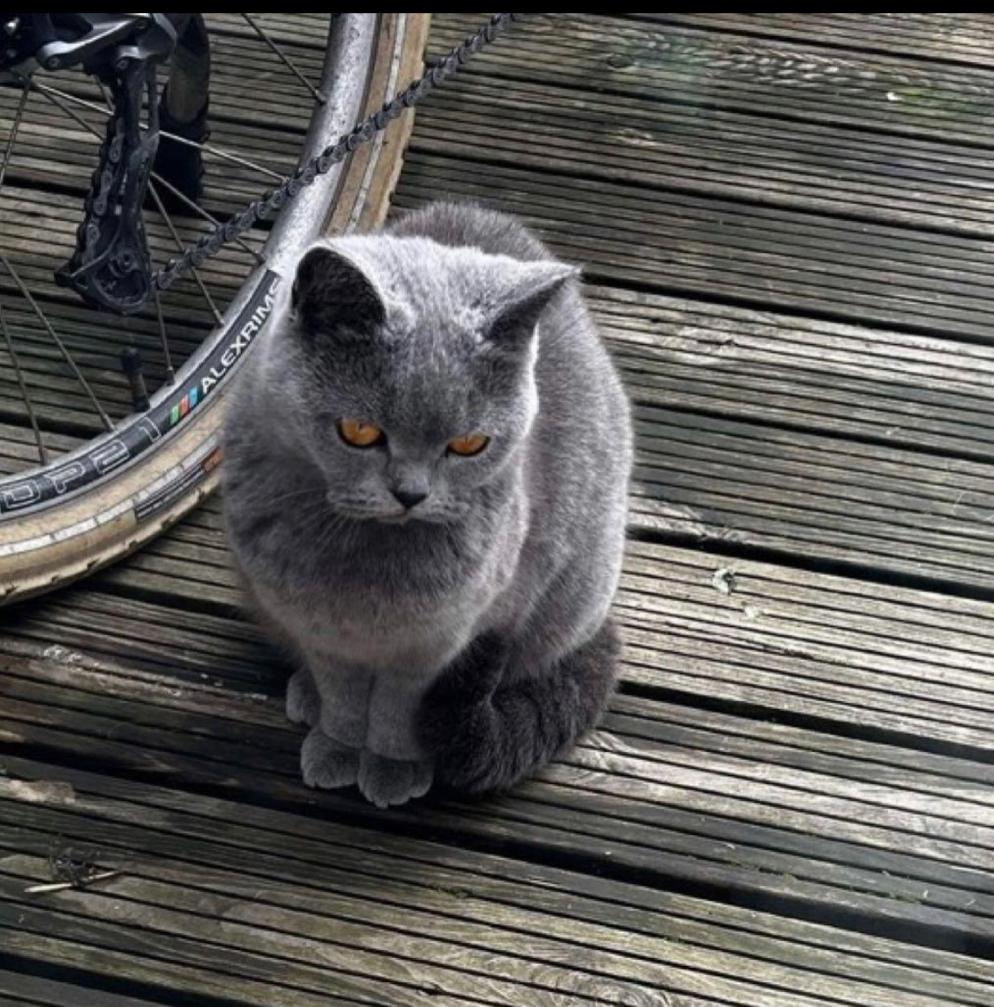 British Shorthair
