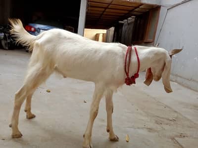 White bakra-Image 1