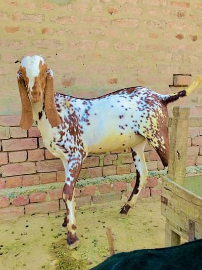 desi bakra-Image 2