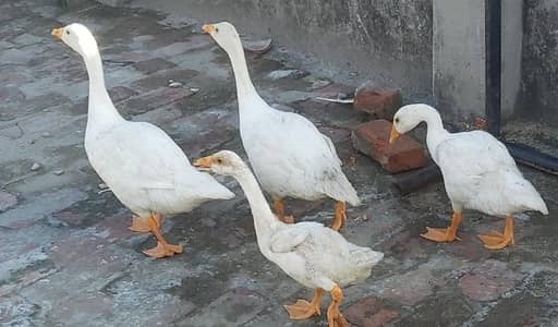 Geese White Chicks for sale