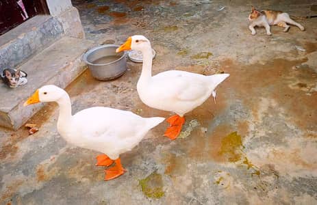 Ducks Available in reasonable price