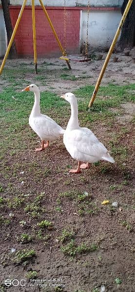 Geese Pair-Image 2