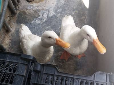 white ducks pair-Image 2