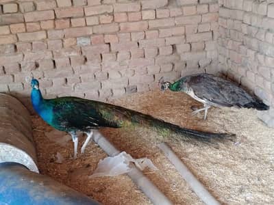 Peacock pair for sale