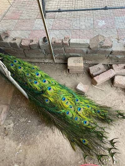 PEACOCK