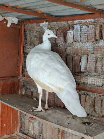 Female peacock-Image 2