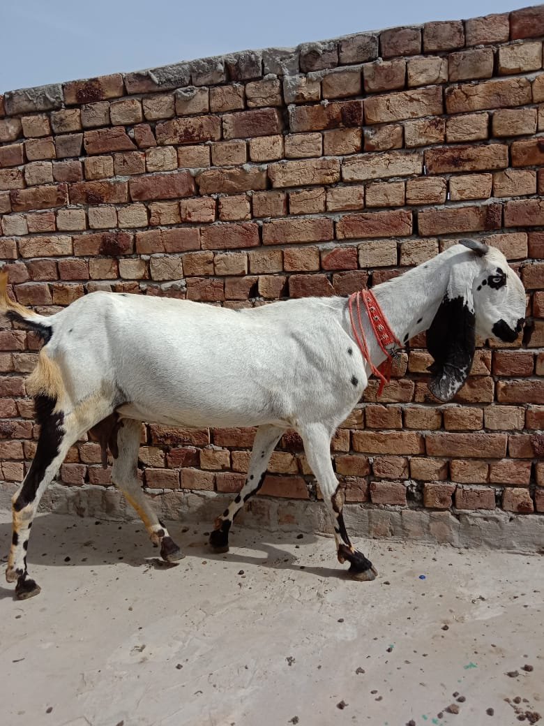 Desi Bakri-Image 2