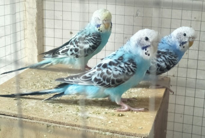 Adult Budgerigar parrot