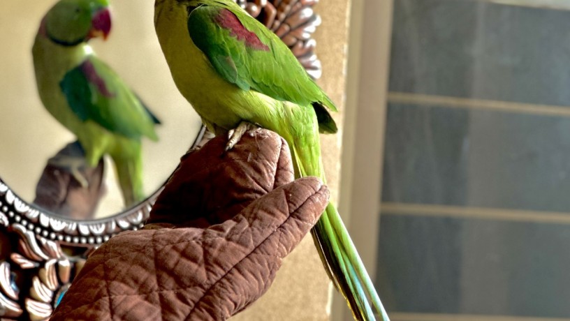 Raw parrot