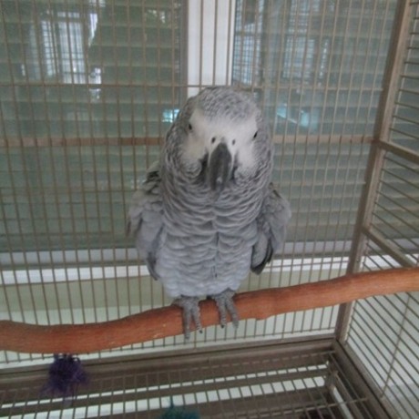 African Grey Parrot